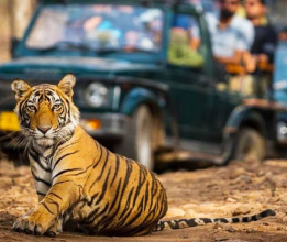Tiger Tour