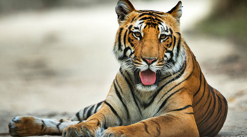 Jim Corbett National Park