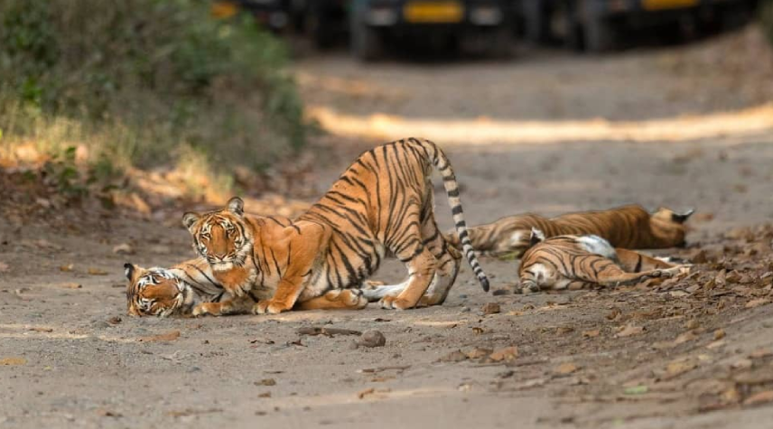 Corbett-Bijrani-Tour