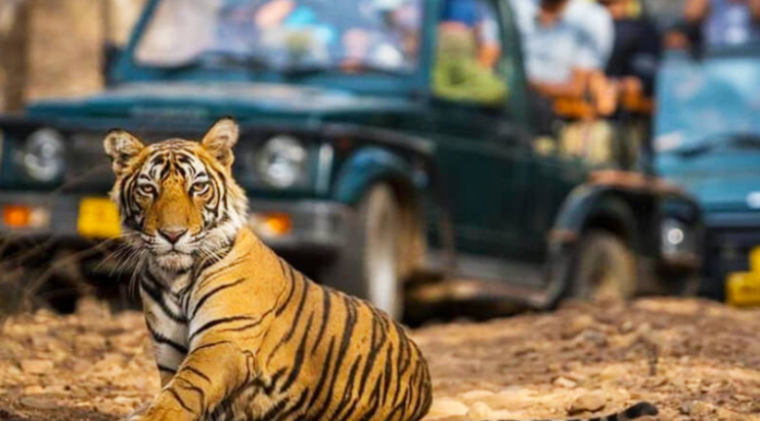 Corbett-Jeep-Safari
