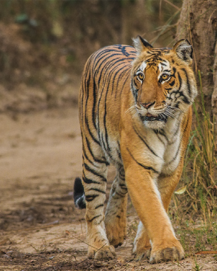 Corbett National Park