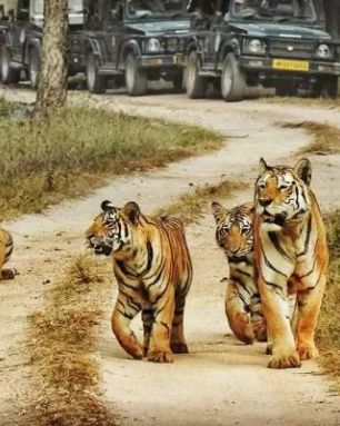 Dhikala Tour