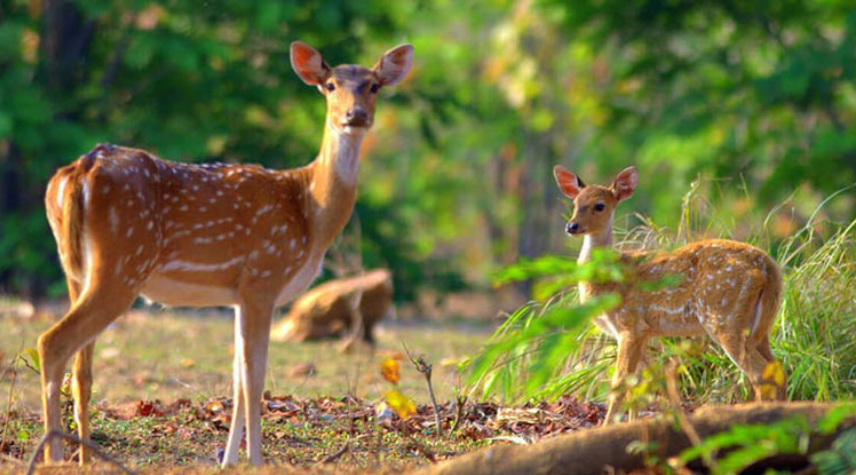 Flora and Fauna of Jim Corbett National Park