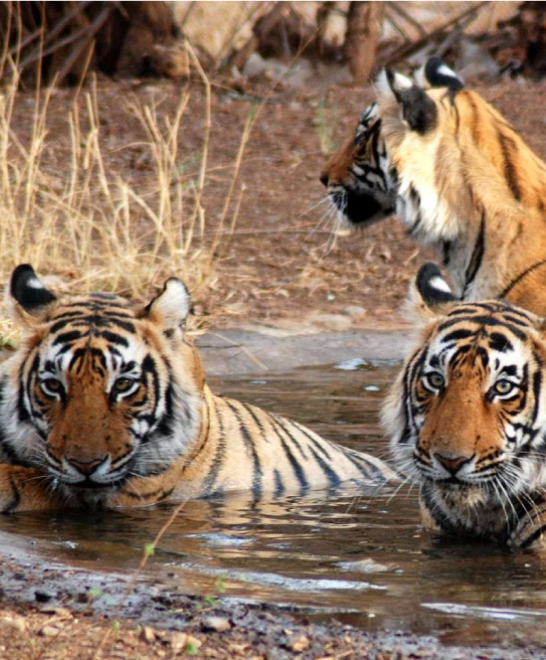 About Jim Corbett National Park